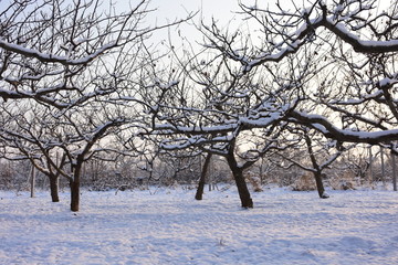 冬天 苹果树 果园 苹果园 积