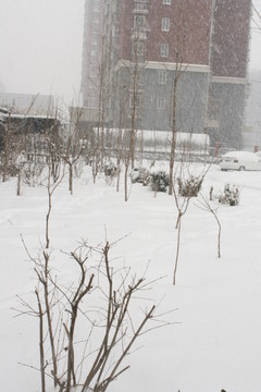 大雪中的枯树