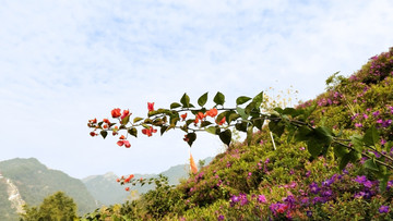 杜鹃花 云门山