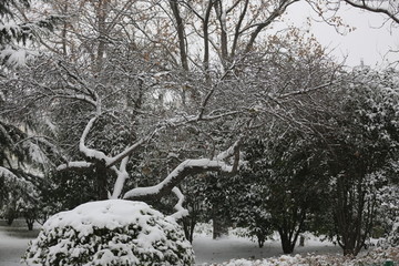 雪韵