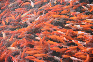 红鲤鱼 白鲤鱼 鱼类 鱼群