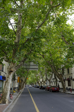 林荫路