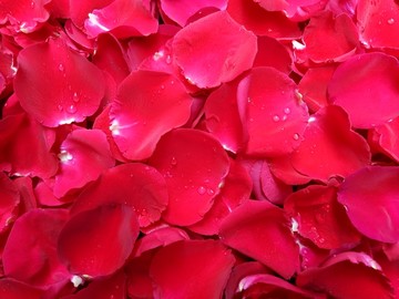 红色玖瑰花瓣