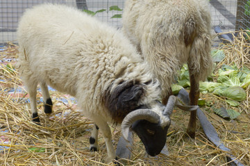 藏羊 原始绵羊