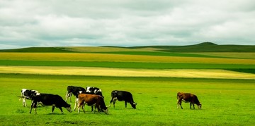 夏季草原牛群农田