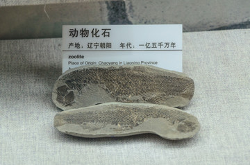 古生物化石