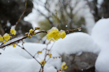 踏雪寻梅