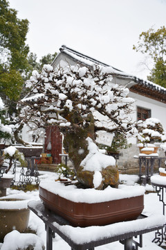 雪中榆树盆景