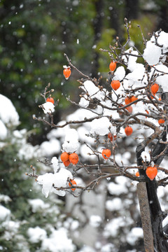 白雪中的柿子