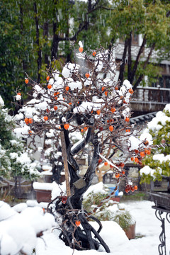 雪中老鸭柿盆景