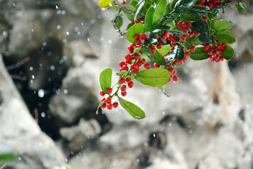 雪中红果子