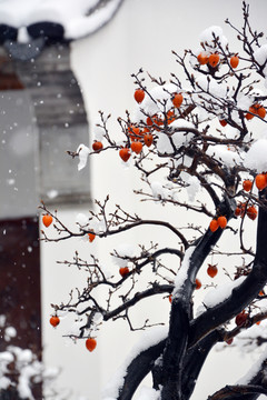 雪中红果实