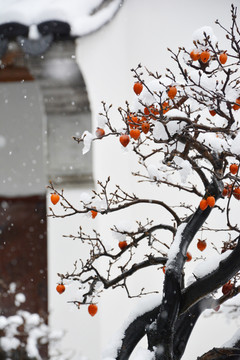 雪中丁香柿