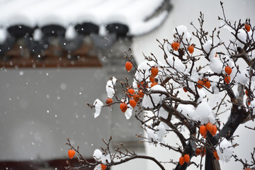 雪中野柿子