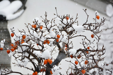 白雪中的柿子