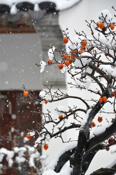 雪中老鸭柿
