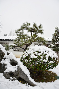 庭院松树假山石雪景
