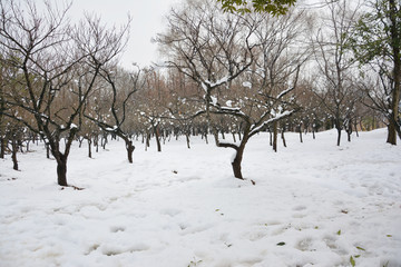 冬季梅林雪景
