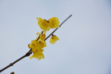 梅花枝头