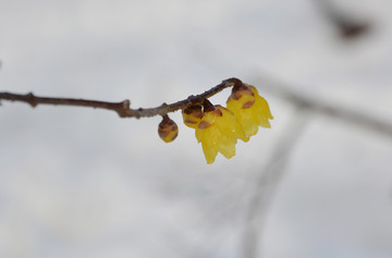 一枝梅花