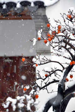 雪中老鸭柿