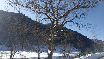 雪中的树枝 飞雪的树枝