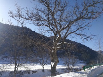 雪中的树枝 飞雪的树枝