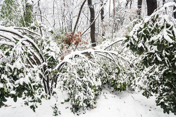 灵谷景区雪景