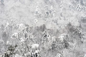 山林雪景