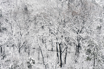 山林雪景