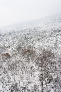 山林雪景
