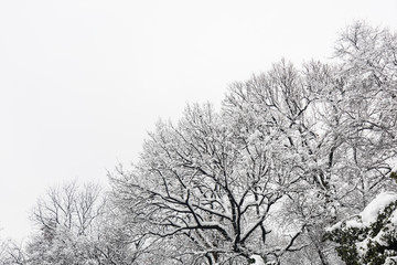 被雪覆盖的树枝