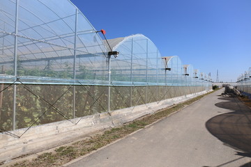 黄瓜温室大棚