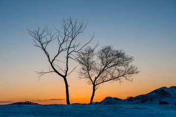 雪景