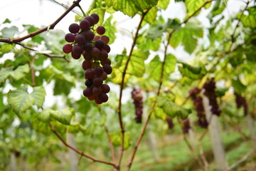 葡萄大棚种植