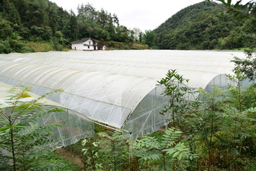 瓜果种植大棚种植