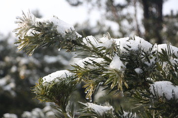 雪后美景 玉树临风 （3）