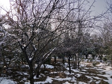 雪后美景 玉树临风 （23）