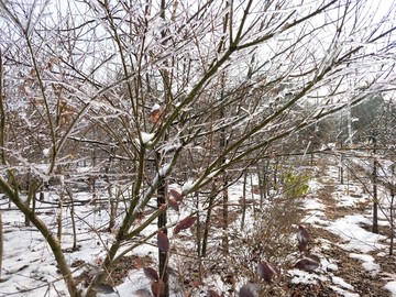 雪后美景 玉树临风 （34）