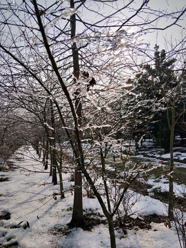 雪后美景 玉树临风 （26）