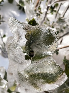 雪后美景 玉树临风 （57）