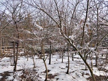 雪后美景 玉树临风 （35）