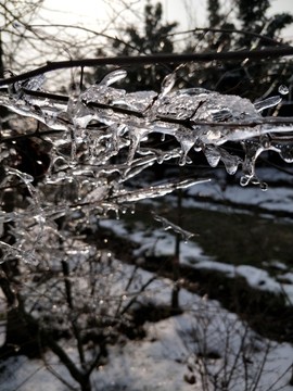 雪后美景 玉树临风 （29）