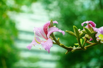 紫荆花