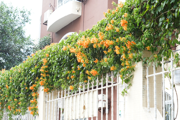 炮仗花 藤本花 围墙绿化