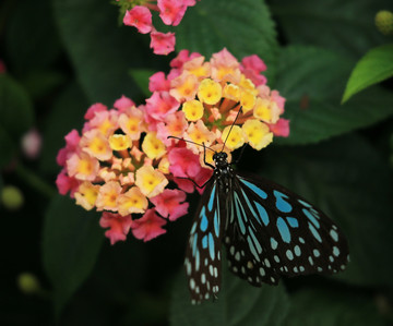 蝶恋花
