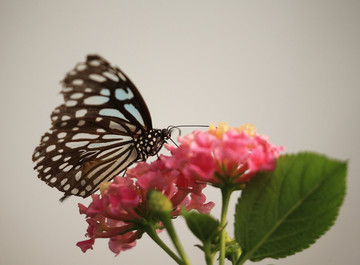 蝶恋花