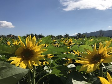 葵花 向日葵