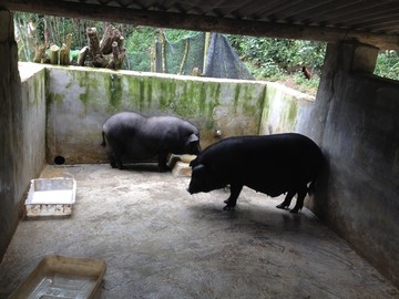 生态养殖黑猪