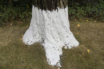 刷白石灰 树木冬衣 林业防护